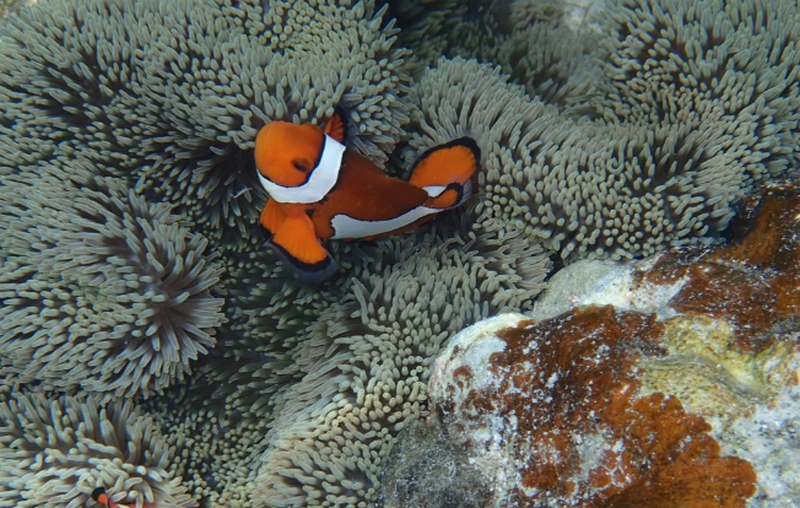 目元・口元・ほうれい線に|シワ対策リペアクリーム!【リンクルノーヴァス】
情報サイト